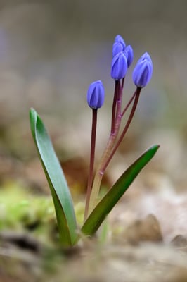 Zweiblättriger Blaustern (Scilla bifolia); Villigen AG; 22.3.2015