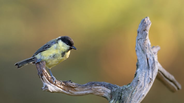 Halbwüchsige Kohlmeise, Viiksimo, 7. September 2019