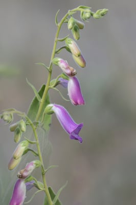 Iberischer Fingerhut (Digitalis thapsi) L. Extremadura; April 2017 (endemisch)