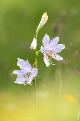 Alpen-Paradieslilie (Paradisea liliastrum), auch Weiße Paradieslilie oder Weisse Trichterlilie