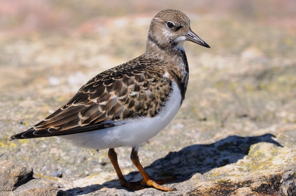 Steinwälzer; Fanel; 28-8-11