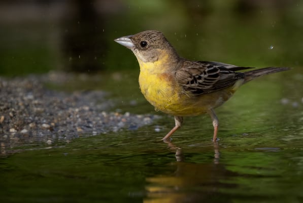 70 - Kappenammer Weibchen