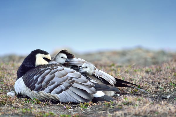 Weisswangen- oder Nonnengans (Branta leucopsis), Svalbart 2. Juli 2015