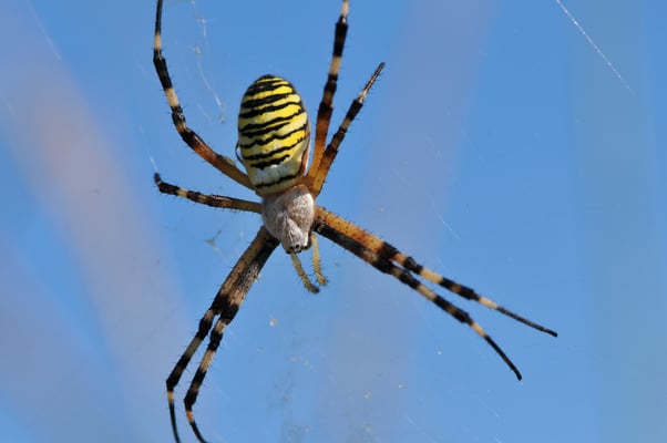 Wespenspinne (Argiope bruennichi); Ellikon Thurdelta; 26. Juli 2009