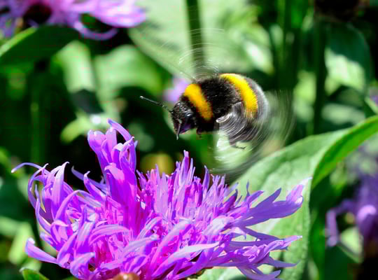 Hummel mit laufendem Propeller