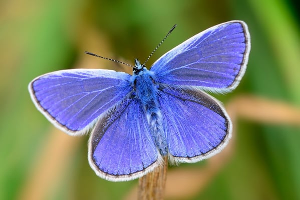 50 Hauhechel Bläuling (Polyommatus icarus)