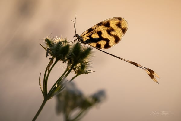 74 -  Schwalbenschwanzhaft 