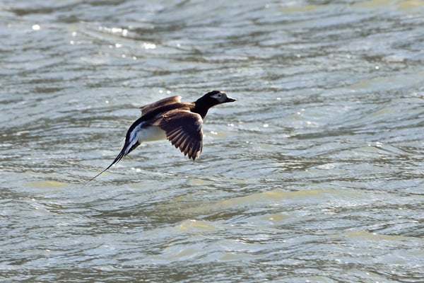 Eisente (Clangula hyemalis); Longyearbyen, 7. Juli 2015