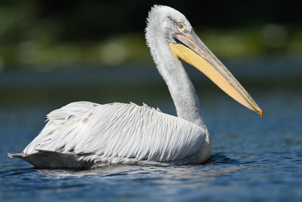 Patrouille eines Krauskopfpelikan im Donaudelta