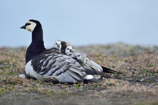 Weisswangen- oder Nonnengans (Branta leucopsis), Svalbart 2. Juli 2015
