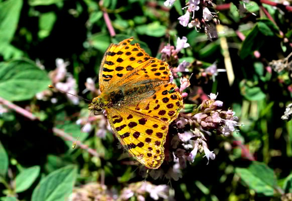 127 Kleiner Perlmutterfalter (Issoria lathonia); Lötschberg Südrampe