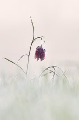 Schachbrettblume (Fritillaria meleagris); Villers-le Lac (F); 8. April 2017