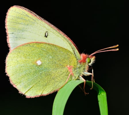 87 Hochmoor-Gelbling (Colias plaeno); Camp, Val da Camp (GR); 29-7-2012
