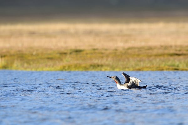 Sterntaucher (Gavia stellata), Belegaufnahme; 5. Juli 2015, Longyearbyen