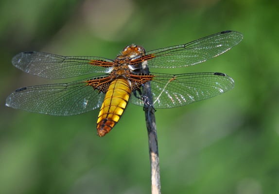 Plattbauch (Libellula depressa) Weibchen