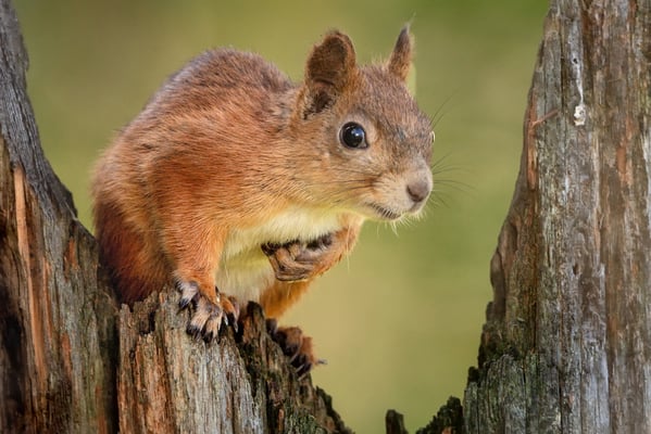 Eurasisches Eichhörnchen