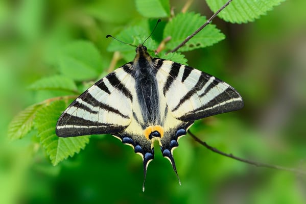27  Segelfalter (Iphiclides podalirius)