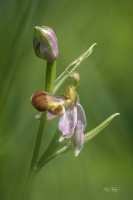 Bienen-Ragwurz (Ophrys apifera - bicolor); 11. Juni 2020