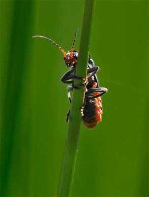 Gemeiner Weichkäfer (Cantharis fusca)