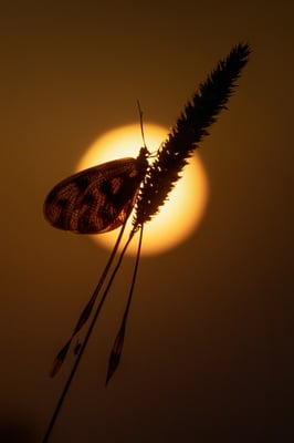 72 -  Schwalbenschwanzhaft 