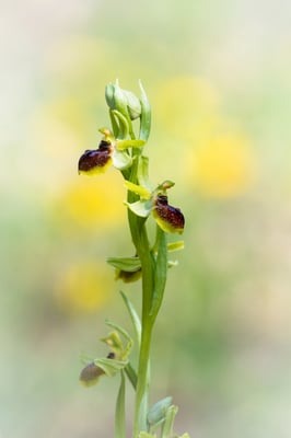 Kleine Spinnenragwurz (Ophrys araneola) 2018