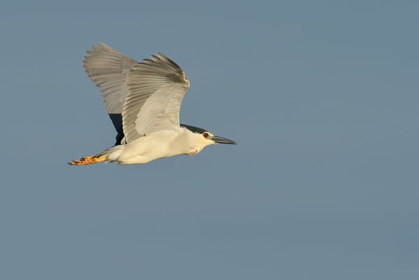 Nachtreiher (Nycticorax nycticorax); Donaudelta; Juni 2014