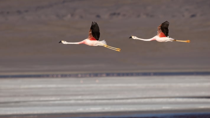 Der Dritte In der Laguna Colorada: Der Andenflamingo: Schwarz des Schnabels bis über die Kuppe gezogen, Beine gelb, Augen dunkel