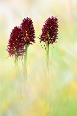 Schwarzes Männertreu (Nigritella rhellicani ); 14. Juli 2015