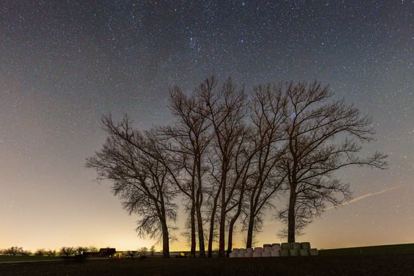 Grauerlen; Beromünster; 18.11.2020