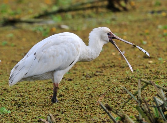 Afrikanischer Löffler (Platalea alba) Lake Manyara Tansania