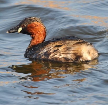 Zwergtaucher (Tachybaptus ruficollis)