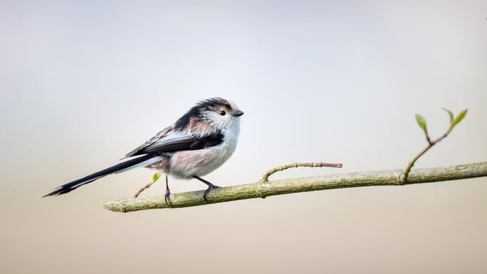 Auswahlbild 13 Schwanzmeise