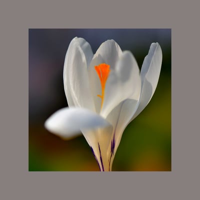 Weisser Krokus Hybrid (Crocus)