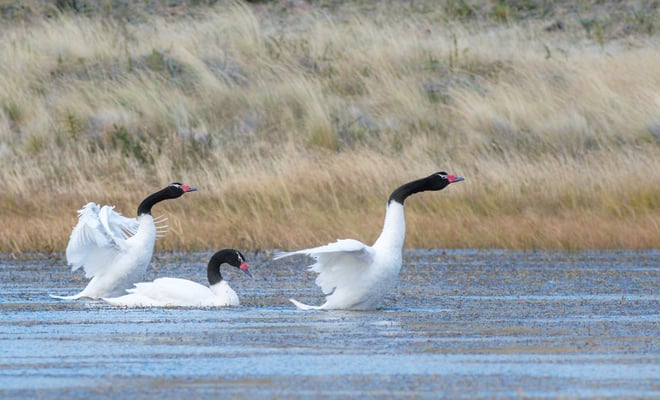 Schwarzhalsschwan (Cygnus melancoryphus)
