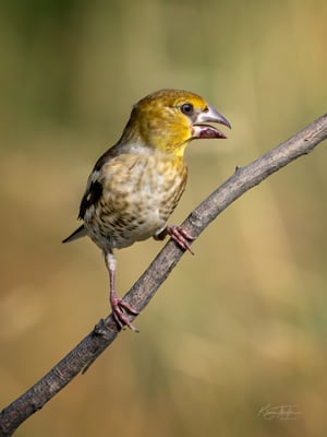 34 - Junger Kernbeisser bei der Wasserstelle