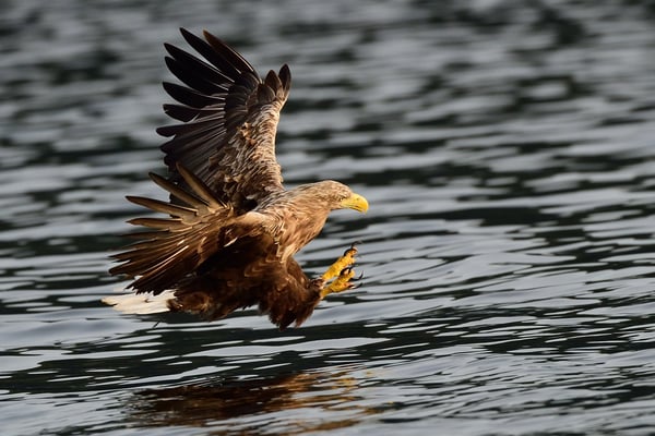 Seeadler (Haliaeetus albicilla) auf Fischfang, Flatanger Norwegen; 8.9.2015