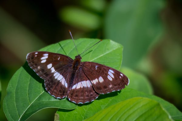 5 Der Kleine Eisvogel (Limenitis camilla); Nätteberg; 16. Juni 2017