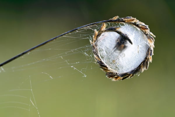 Schilfrad-Spinne (Larinioides cornutus); jedenfalls seltsam; Plain de Saigne, Montfaucon (JU)