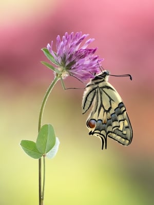 Schwalbenschwanz-Erstling 2021 (30. April); Jardin Musette