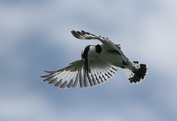 Graufischer (Ceryle rudis)