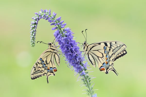 Der Entfaltungsprozess setzt sich fort; beide etwas später