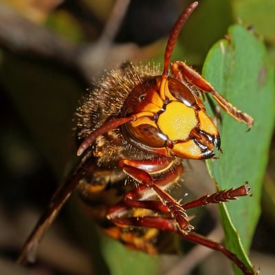 Bald wird's Winter; Hornisse am Nätteberg; 27. September 2015