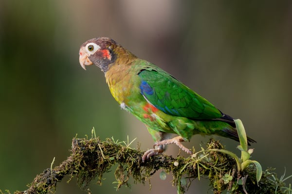 Blutohr-Papagei (Pyrilia haematotis)