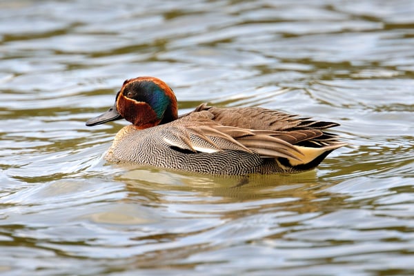 Krickente (Anas crecca); Flachsee; 21-4-12