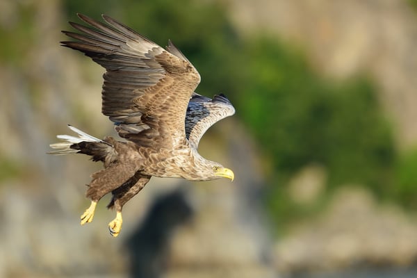 Seeadler (Haliaeetus albicilla) auf Fischfang, Flatanger Norwegen; 9.9.2015