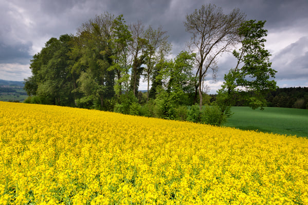 Auswahlbild 32 - Leuchtendes Rapsfeld vor Gewitterlandschaft 