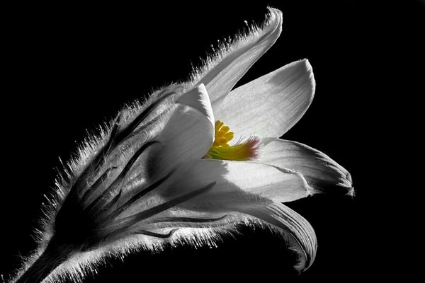 weisse Kuhschelle, Frühjahr 2015