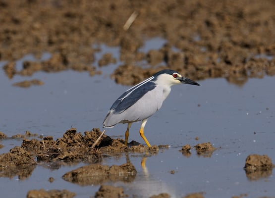 Nachtreiher (Nycticorax nycticorax) auf Pirsch; Reisbecken; Po-Eben