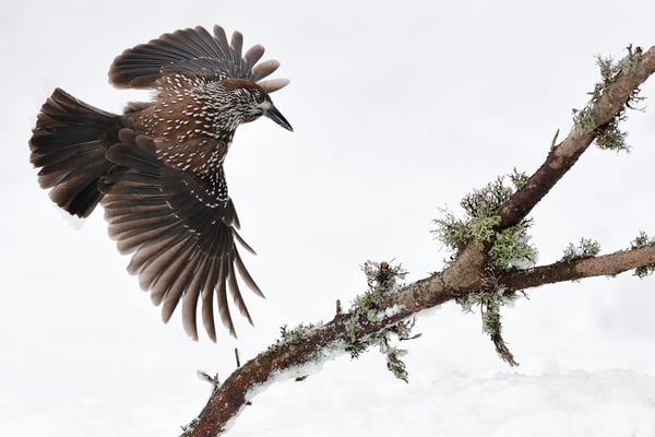 Tannenhäher (Nucifraga caryocatactes); 22./23. Februar 2018; Vitosha-Berge (Bulgarien)