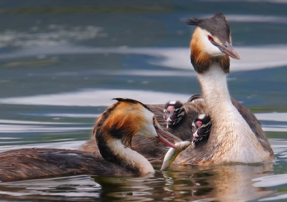 Haubentaucher (Podiceps cristatus), Rollenspiel; 15-8-11; Yverdon